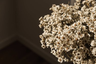 Düz yerde, üst tarafta. Papatya çiçekli çiçek deseni. Bahar ya da yaz konsepti. Çiçekli bir arkaplan.