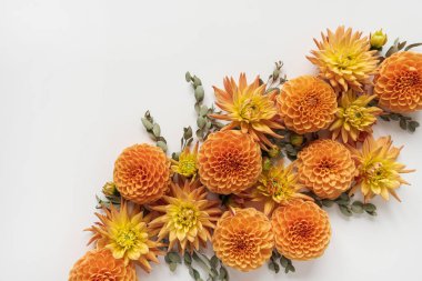 Beyaz arka planda zencefilli yıldız çiçeği tomurcuklarından yapılmış güzel bir kompozisyon. Düz yatış, üst görünüm minimalist çiçek kavramı.