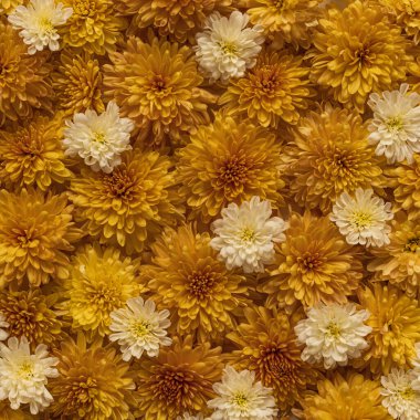 Birçok sarı ve beyaz çiçek desenli arka plan.