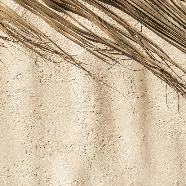Сухая Пальмовая Ветвь Листьев Бетонной Стене Теплые Солнечные Тени Стене — стоковое фото