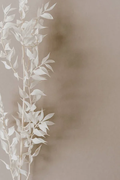 Rama Planta Blanca Sobre Fondo Beige Pastel Neutro Concepto Minimalista — Foto de Stock