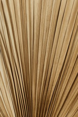 Kuru tropikal palmiye yaprağına yakın çekim. Minimum çiçek dokusu bileşimi.