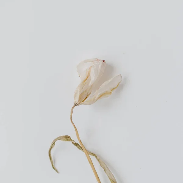 Fleur Tulipe Sèche Sur Fond Blanc Pose Plate Vue Dessus — Photo