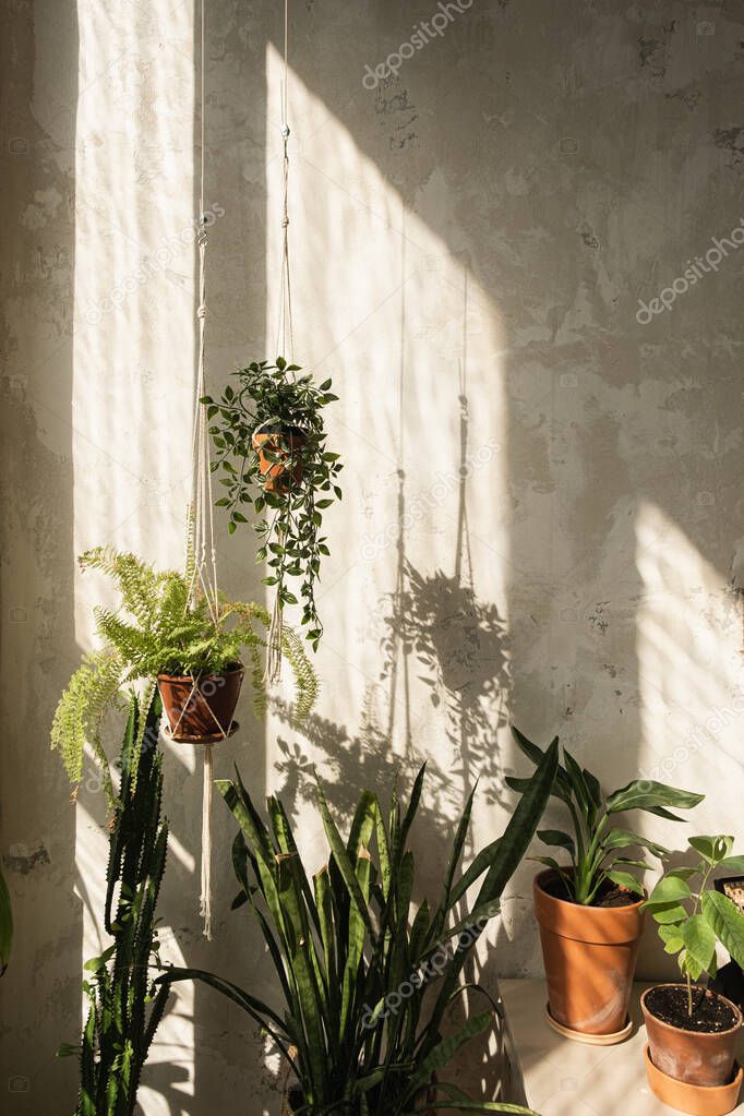 Boho styled modern home interior design. Home plants against concrete wall. Warm sunlight shadows on the wall.