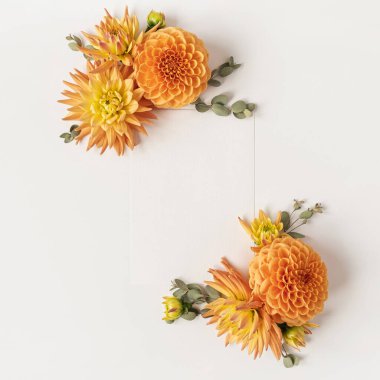 Beyaz arka planda güzel zencefilli yıldız çiçeği tomurcuklarından yapılmış çerçeve. Düz uzanma, üst görünüm minimalist çiçek konsepti. Boşluk kopyalama alanı modelleme şablonu.