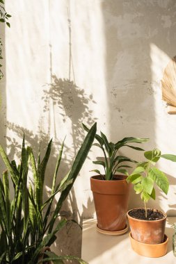 Boho tarzı modern ev dekorasyonu. Birçok ev bitkisi beton duvara karşı. Duvarda güneş ışığı yansımaları var. Kaktüs, tencerede sulu.