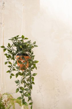 Boho tarzı modern ev dekorasyonu. Saksıda ev bitkisi beton duvara karşı. Güneş ışığı yansımaları duvarda.