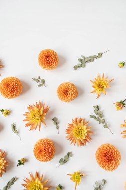 Güzel turuncu yıldız çiçeği tomurcukları ve beyaz arka planda okaliptüs dalları deseni. Düz uzanış, üst görünüm minimalist natüralistik hayat yaratıcı çiçek dokusu.