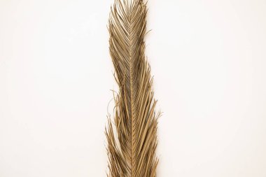 Beyaz arka planda palmiye yaprağı yaprağı dalı. Çiçek tasarımı.