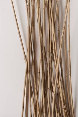 Kuru kamış beyaz arka planı takip eder. Minimum çiçek bileşimi.