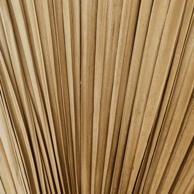 Avuç içi yaprağı deseni. Doğal tropikal arkaplan.