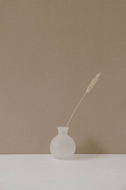 Pastel bej arka planda kuru buğday ve çavdar saplı şık bir saksı. Asgari modern iç dekorasyon kavramı.