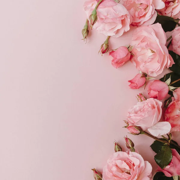 Hermosas Rosas Rosas Flores Sobre Fondo Rosa Flatlay Vista Superior — Foto de Stock