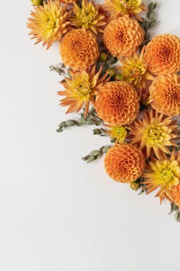 Beyaz arka planda zencefilli yıldız çiçeği tomurcuklarından yapılmış güzel bir kompozisyon. Düz yatış, üst görünüm minimalist çiçek kavramı.