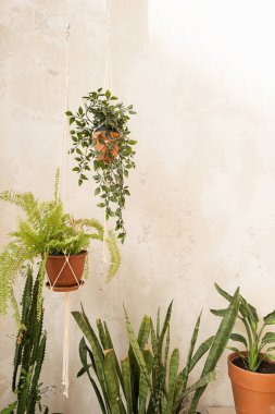 Boho tarzı modern ev dekorasyonu. Çicek saksılarındaki ev bitkileri beton duvara karşı. Güneş ışığı yansımaları duvarda.