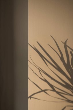 Duvarda tropik palmiye yaprağı yansımaları var. Duvarda güneş ışığı gölgeleri var. Minimalist güzellik çiçekli kompozisyon.