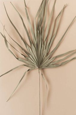 Kuru tropikal palmiye yaprağına yakın çekim. Nefis solgun bir geçmişi var. Minimum çiçek dokusu bileşimi.