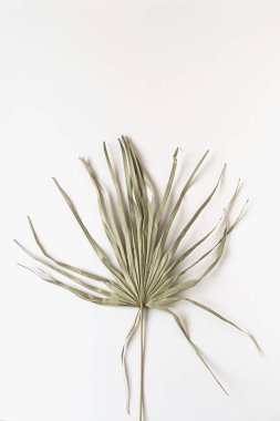 Kuru tropik palmiye yaprağının yakın çekimi izole edilmiş. Örnek arka plan. Minimum çiçek dokusu bileşimi.