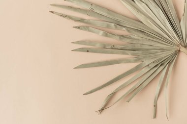 Soluk pastel şeftali arkaplanda kuru tropikal palmiye yaprağı. Düz, minimalist çiçek desenli estetik kompozisyon. Yaz zamanı konsepti.