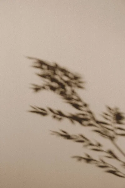 Plant leaves and branches reflections. Tan sunlight shadows on the wall. Minimalist beauty floral composition.