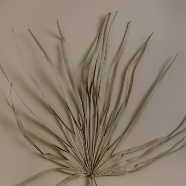 Soluk pastel arkaplanda kuru tropikal palmiye yaprağı. Düz, minimalist çiçek desenli estetik kompozisyon. Yaz zamanı konsepti.