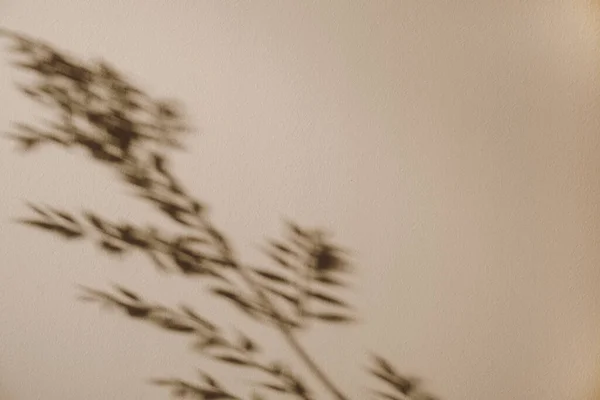 Plant leaves and branches reflections. Tan sunlight shadows on the wall. Minimalist beauty floral composition.