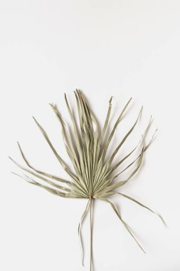 Beyaz arka planda kuru tropikal palmiye yaprağı. Düz, üst görünüm minimalist çiçek desenli estetik kompozisyon.