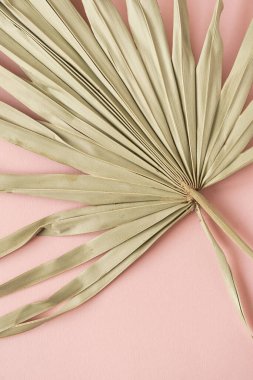 Pembe arka planda kuru tropikal palmiye yaprağı. Düz, minimalist çiçek desenli estetik kompozisyon. Yaz zamanı konsepti.