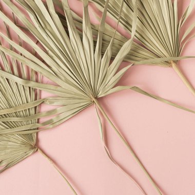 Pembe arka planda kuru tropikal palmiye yaprakları. Düz, minimalist çiçek desenli estetik kompozisyon. Yaz zamanı konsepti.