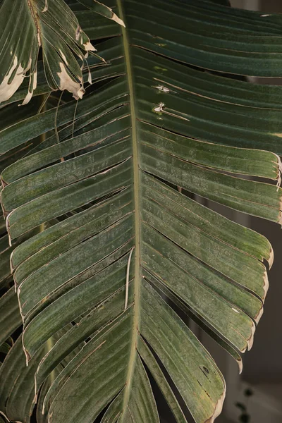 Närbild Gröna Exotiska Tropiska Palmblad Sommar Natur Bakgrund — Stockfoto