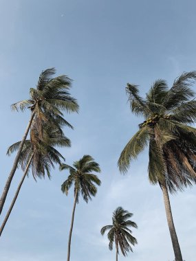 Yazın mavi gökyüzüne karşı tropikal palmiye ağaçları. Yaz yolculuğu arka planı