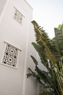 Beyaz evin yanında yemyeşil yaprakları olan tropik palmiye ağaçları mavi gökyüzü arka planlı tatil köyü binaları. Seyahat, yaz tatili konsepti