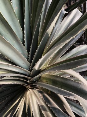 Güzel yemyeşil tropikal sulu aloe vera yapraklarına yakın çekim. Yaz tatili çiçekli arka plan