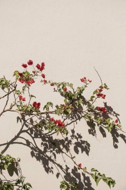 Tarafsız bej duvarda kırmızı çiçek ve güneş ışığı gölgeleri. Estetik çiçekli gölge arkaplanı