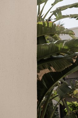 Beyaz sarayın yanında yemyeşil yaprakları olan tropik palmiye ağaçları, tatil köyü inşaatı. Seyahat, yaz tatili konsepti