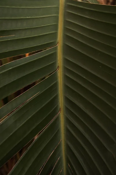 Kokospalmblad Vacker Sommar Exotisk Tropisk Natur Bakgrund Sommarresor Semesterkoncept — Stockfoto