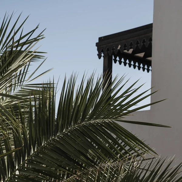 椰子树棕榈叶 美丽的夏季奇异热带自然背景 暑期旅行 度假概念 — 图库照片