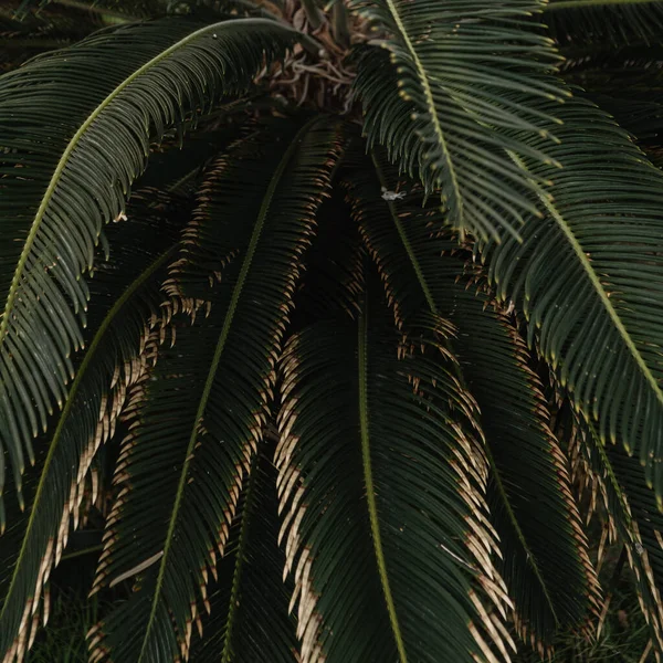Folhas Coqueiro Belo Verão Exótico Fundo Natureza Tropical Verão Viagens — Fotografia de Stock