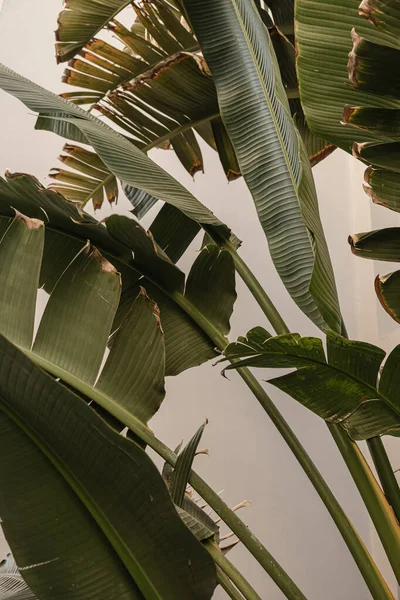 Feuilles Cocotier Beau Fond Nature Tropicale Exotique Été Voyage Été — Photo