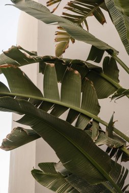 Yeşil egzotik tropik palmiye yapraklarına yakın çekim. Yaz doğası arka planı