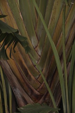 Palmiye yaprakları. Güzel bir yaz tropikal doğa geçmişi. Yaz seyahati, tatil kavramı.