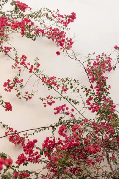 Red flowers on beige wall. Aesthetic summer floral background composition