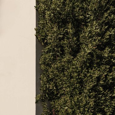 Bej duvarda yeşil çalı bitkisi. Estetik yaz çiçekli arkaplan kompozisyonu