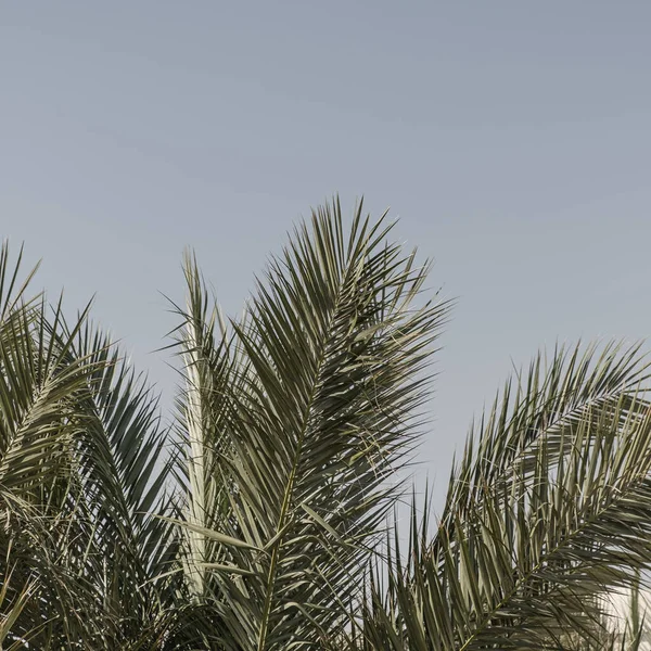 Hojas Palmera Coco Hermoso Verano Exótico Fondo Naturaleza Tropical Viajes — Foto de Stock