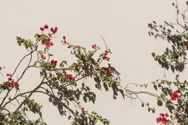 红花植物和阳光阴影在中性米黄色墙壁上 美观大方的花卉影子轮廓背景 — 图库照片