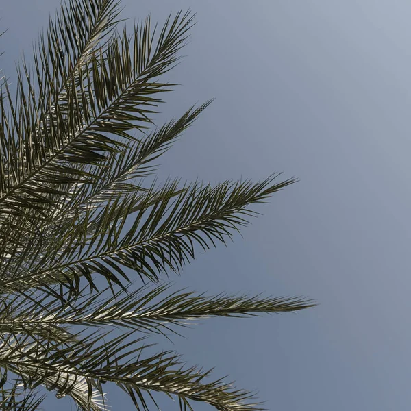 Verano Hojas Palmera Coco Tropical Contra Cielo Azul Fondo Neutro — Foto de Stock