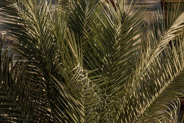 Hojas Palmera Coco Hermoso Verano Exótico Fondo Naturaleza Tropical Viajes — Foto de Stock