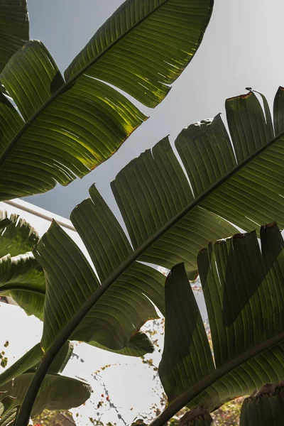 Summer Exotic Tropical Palm Trees Leaves Blue Sky Summer Travel — Stock Photo, Image