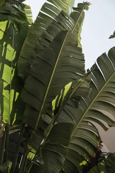 Kokospalmblad Vacker Sommar Exotisk Tropisk Natur Bakgrund Sommarresor Semesterkoncept — Stockfoto