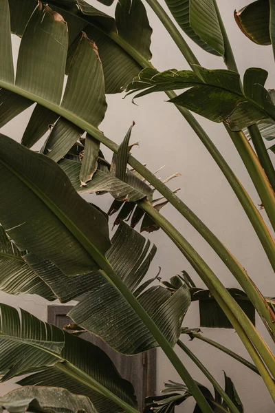 Kokospalmblad Vacker Sommar Exotisk Tropisk Natur Bakgrund Sommarresor Semesterkoncept — Stockfoto